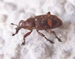 Attēlu rezultāti vaicājumam “Pissodes piniphilus”