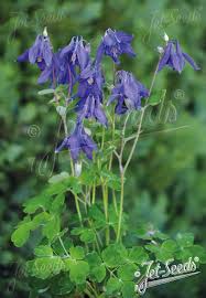 Image result for Aquilegia vulgaris