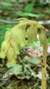 Attēlu rezultāti vaicājumam “Monotropa hypopitys”