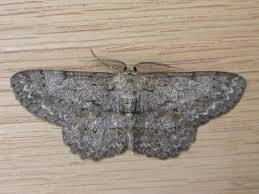 Attēlu rezultāti vaicājumam “Hypomecis punctinalis”