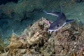 Image result for Mustelus mustelus