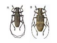 Attēlu rezultāti vaicājumam “Monochamus galloprovincialis”