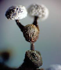 Attēlu rezultāti vaicājumam “Craterium aureonucleatum spores”