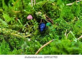 Attēlu rezultāti vaicājumam “Trypocopris vernalis”