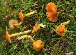 Attēlu rezultāti vaicājumam “Hygrocybe acutoconica”