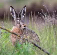 Attēlu rezultāti vaicājumam “Lepus europaeus”