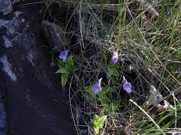 Attēlu rezultāti vaicājumam “Lentibulariaceae”