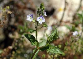 Attēlu rezultāti vaicājumam “Veronica anagallis-aquatica leaf”