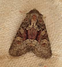 Attēlu rezultāti vaicājumam “Oligia sp.”