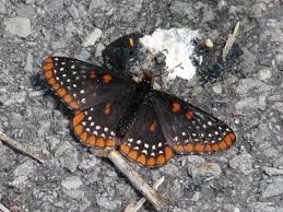 Attēlu rezultāti vaicājumam “Euphydryas maturna upperside”