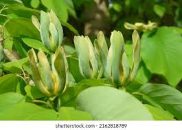 Attēlu rezultāti vaicājumam “Magnolia acuminata bud”