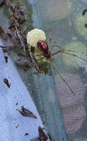 Attēlu rezultāti vaicājumam “Neottiura bimaculata female”