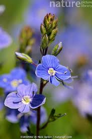 Image result for Veronica chamaedrys