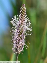 Attēlu rezultāti vaicājumam “Plantago media flower”