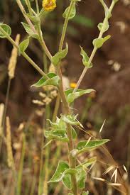 Image result for Helichrysum foetidum