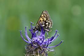 Attēlu rezultāti vaicājumam “Carterocephalus palaemon upperside”