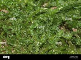 Attēlu rezultāti vaicājumam “Barbilophozia barbata”