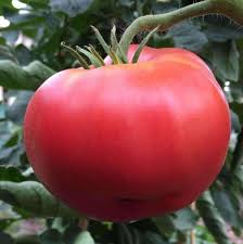 Afbeeldingsresultaat voor caspian pink tomato