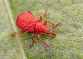 Attēlu rezultāti vaicājumam “Protapion sp.”