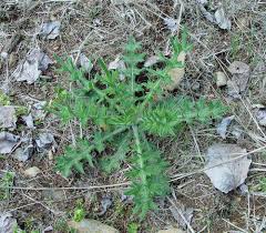 Attēlu rezultāti vaicājumam “Cirsium vulgare leaf”