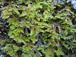 Attēlu rezultāti vaicājumam “Porella platyphylla macro”