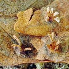 Attēlu rezultāti vaicājumam “Gymnosporangium cornutum”