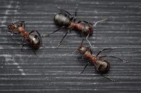 Attēlu rezultāti vaicājumam “Formica rufa imago”