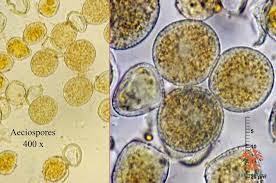 Attēlu rezultāti vaicājumam “Melampsora populnea”