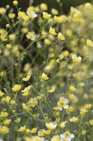 Attēlu rezultāti vaicājumam “Ranunculus acris”