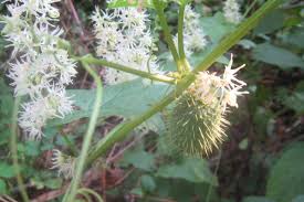 Attēlu rezultāti vaicājumam “Echinocystis lobata flower”