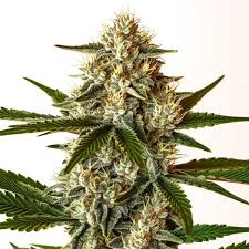 Attēlu rezultāti vaicājumam “Cannabis sativa fruit”