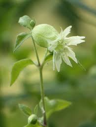 Attēlu rezultāti vaicājumam “Silene baccifera fruit”