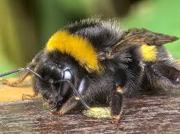 Attēlu rezultāti vaicājumam “Bombus terrestris”