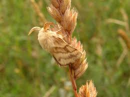 Attēlu rezultāti vaicājumam “Malacosoma castrensis male”
