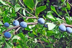 Attēlu rezultāti vaicājumam “Prunus domestica subsp. insitita fruit”