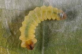 Attēlu rezultāti vaicājumam “Tischeria ekebladella”