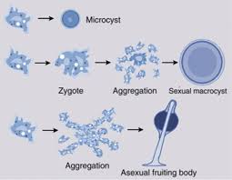 Attēlu rezultāti vaicājumam “Didymium spongiosum var. dictyospora spores”