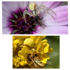 Attēlu rezultāti vaicājumam “Misumena vatia”