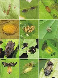 Attēlu rezultāti vaicājumam “Galerucella nymphaeae pupa”