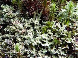 Attēlu rezultāti vaicājumam “Cladonia parasitica”