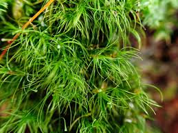 Attēlu rezultāti vaicājumam “Dicranodontium denudatum”