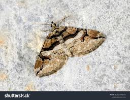 Attēlu rezultāti vaicājumam “Pareulype berberata”