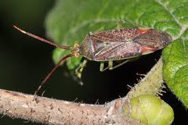 Attēlu rezultāti vaicājumam “Pantilius tunicatus”