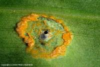 Attēlu rezultāti vaicājumam “Puccinia sessilis”