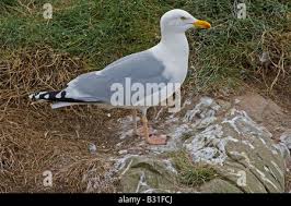 Attēlu rezultāti vaicājumam “Larus argentatus nest”