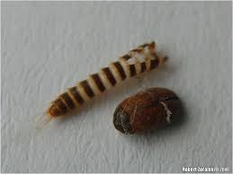 Attēlu rezultāti vaicājumam “Attagenus smirnovi”