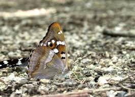 Attēlu rezultāti vaicājumam “Apatura ilia male”