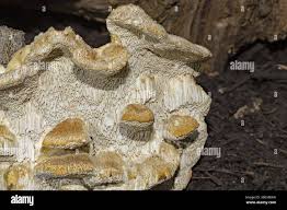 Attēlu rezultāti vaicājumam “Coriolopsis trogii”