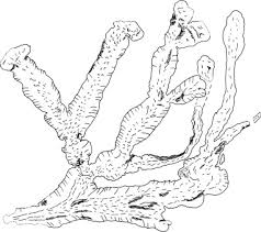 Attēlu rezultāti vaicājumam “Dichodontium pellucidum sporophyte”