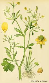 Attēlu rezultāti vaicājumam “Ranunculus sceleratus fruit”